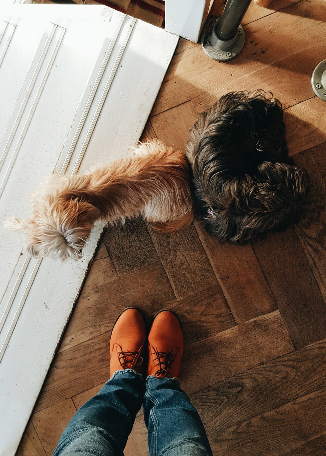 CoffeeConcepts dogs
