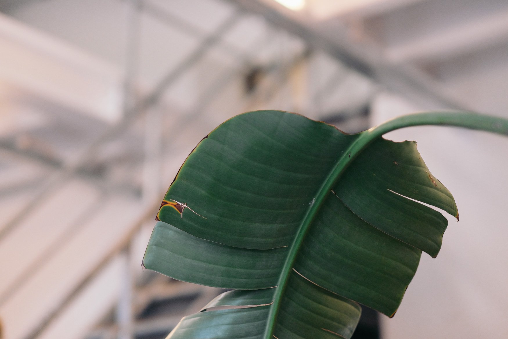 green leave