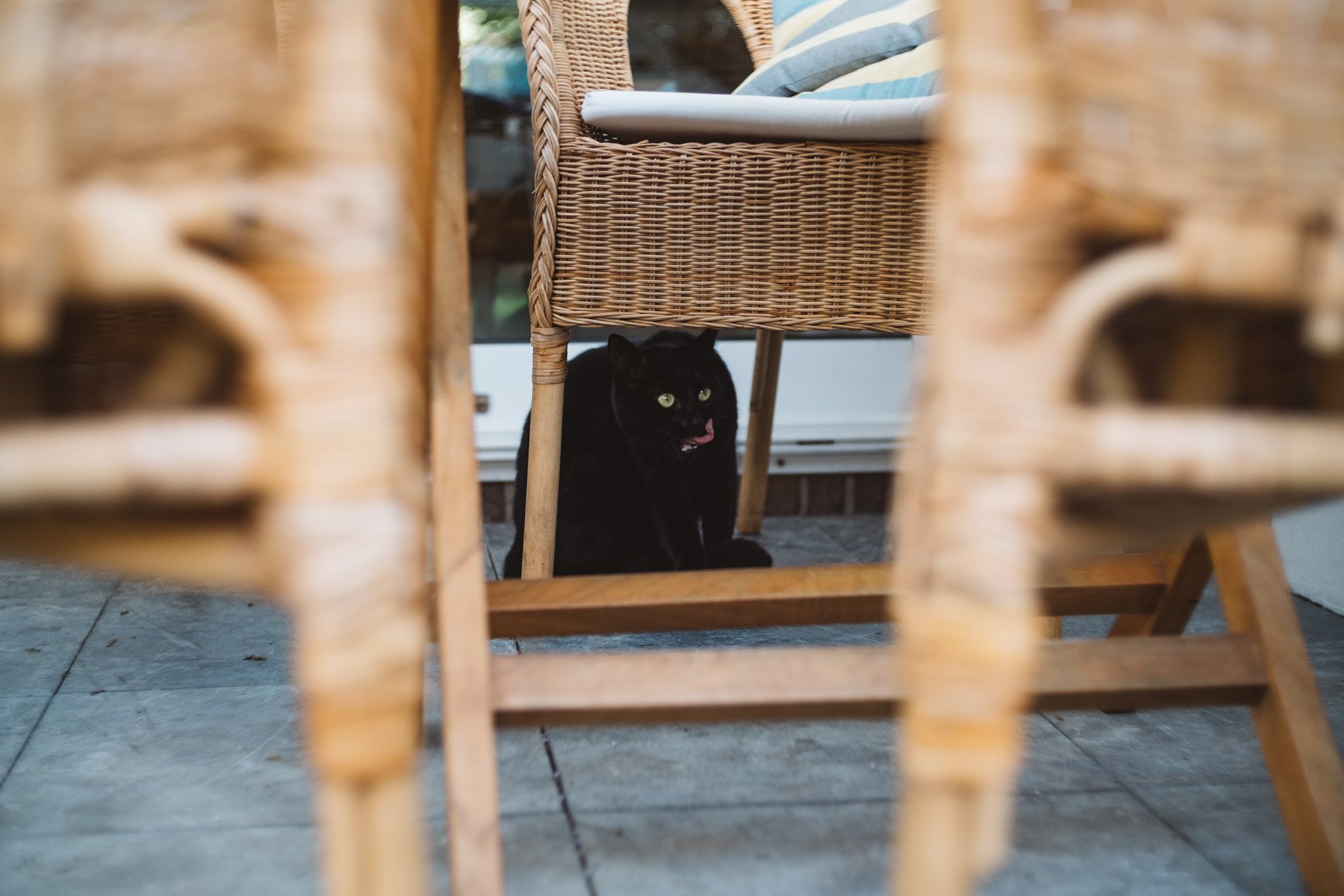 black cat