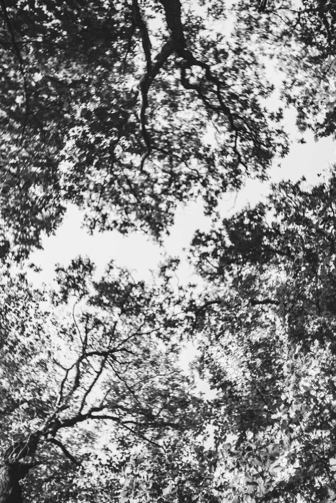 forest Castricum