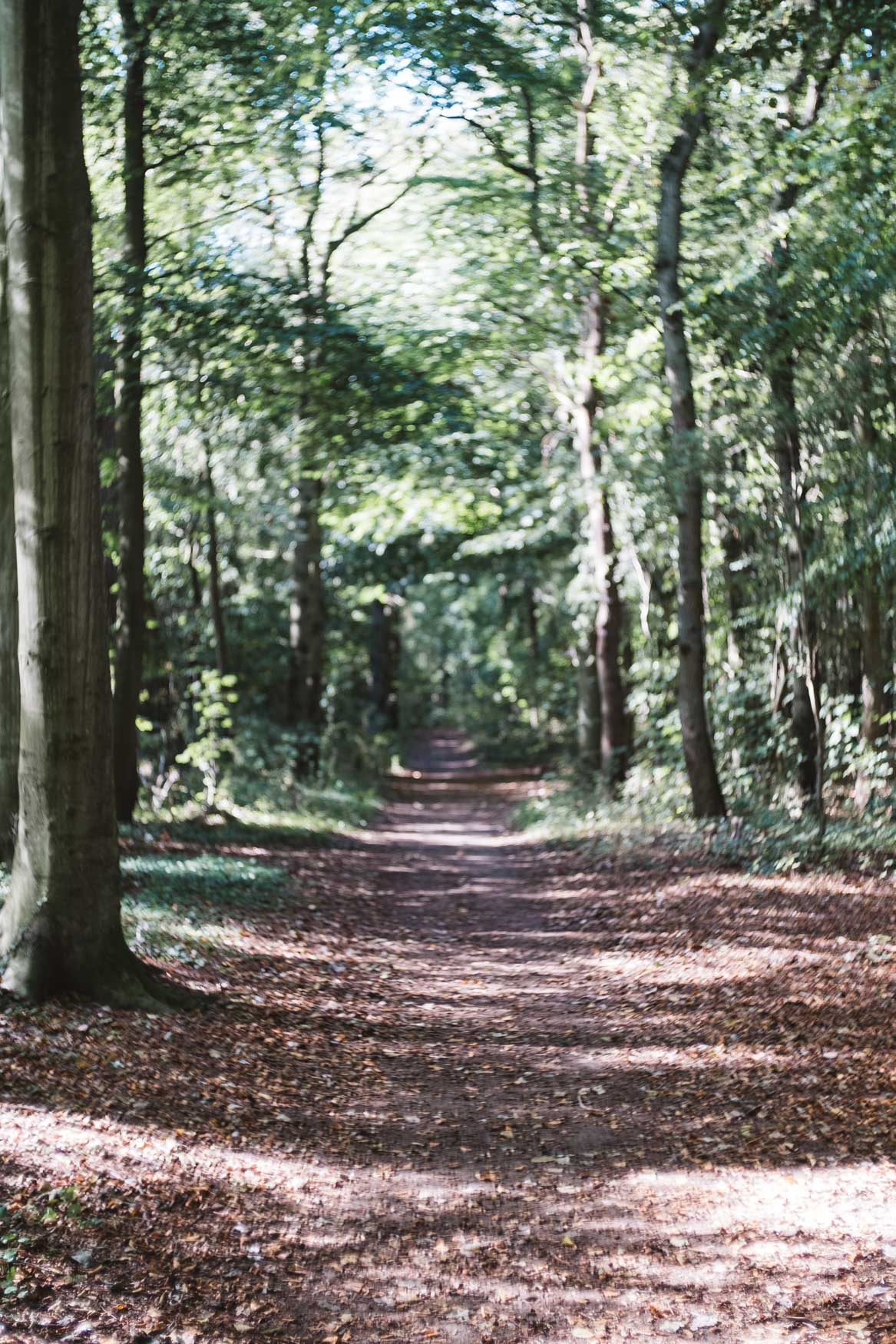 forest Castricum