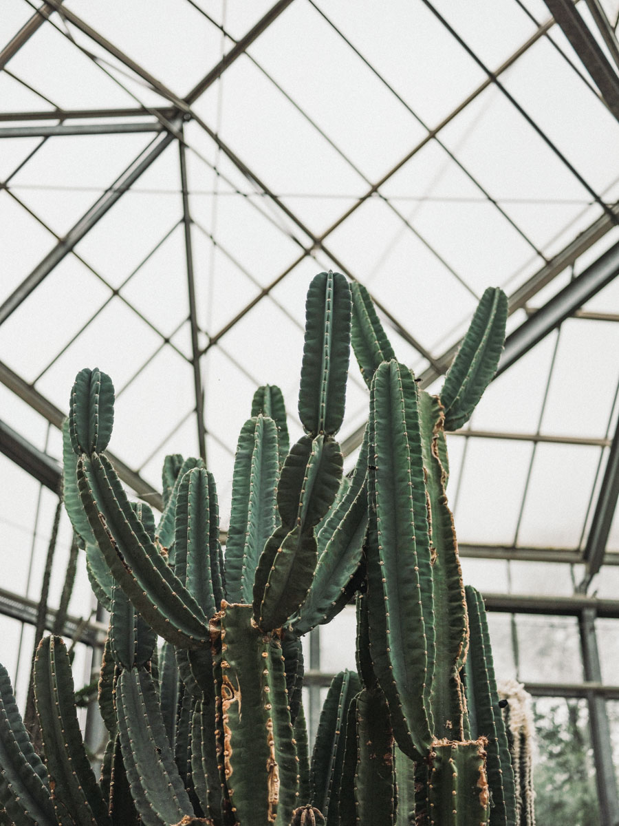 hortus botanicus