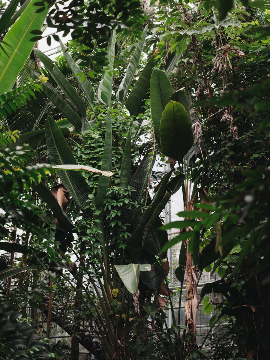 hortus botanicus