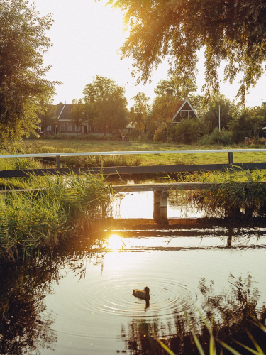 Vibrant Family Photos at Dutch Windmill Village
