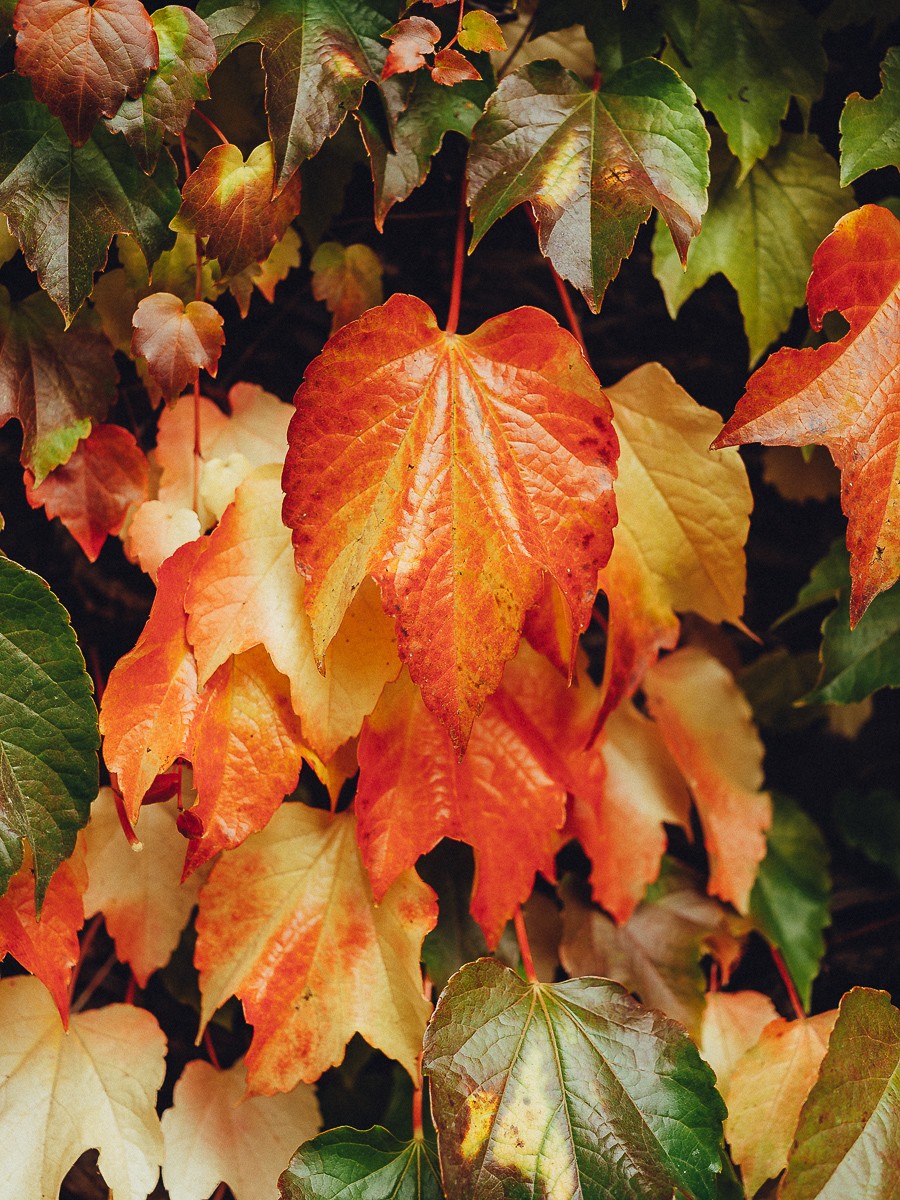 photography autumn