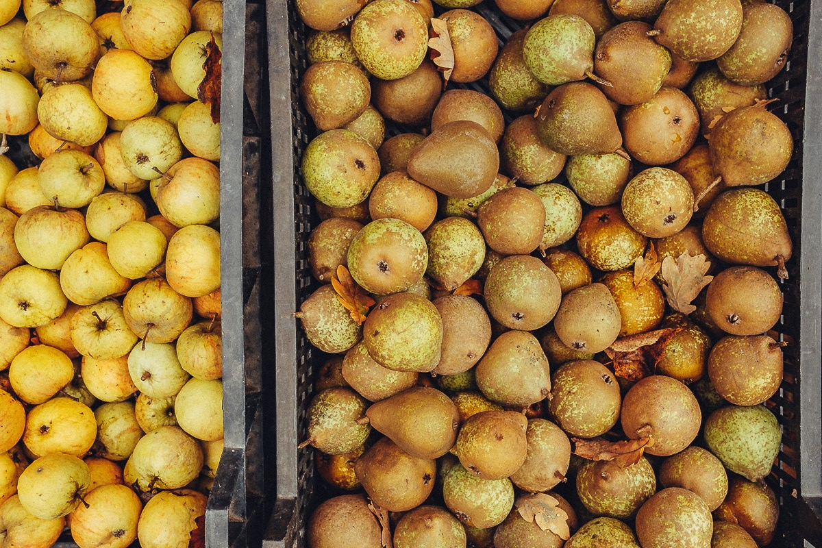 autumn photography apples peers