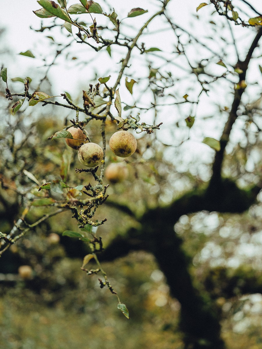 apples autumn photography
