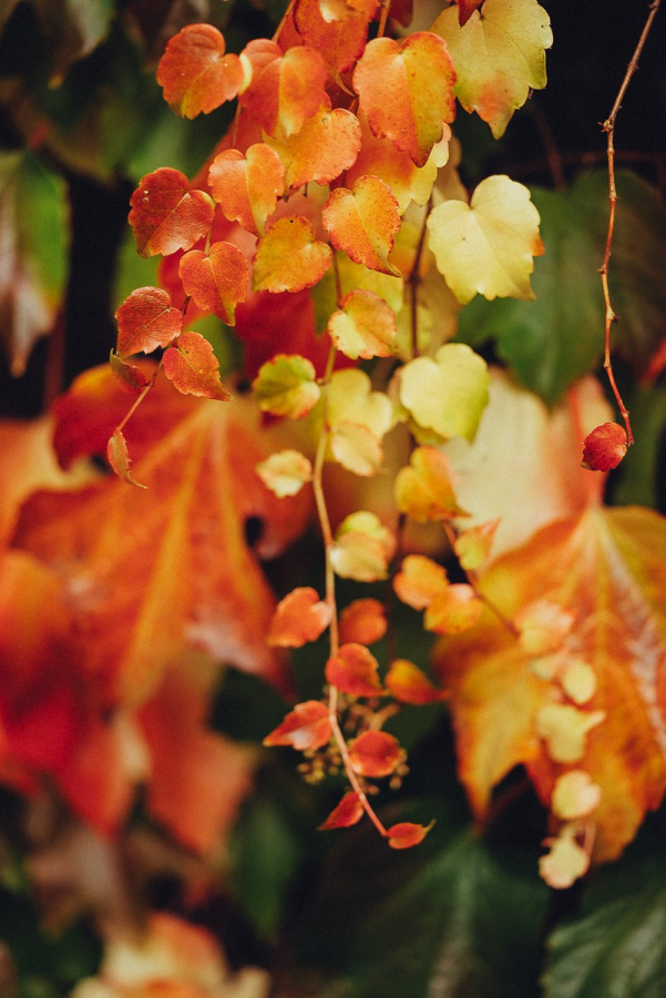 autumn photography leaves