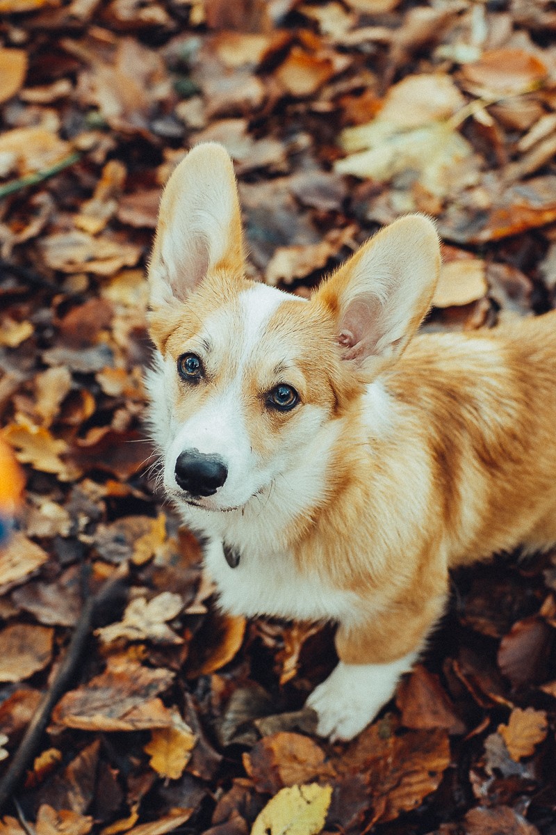 dog photosession amsterdam