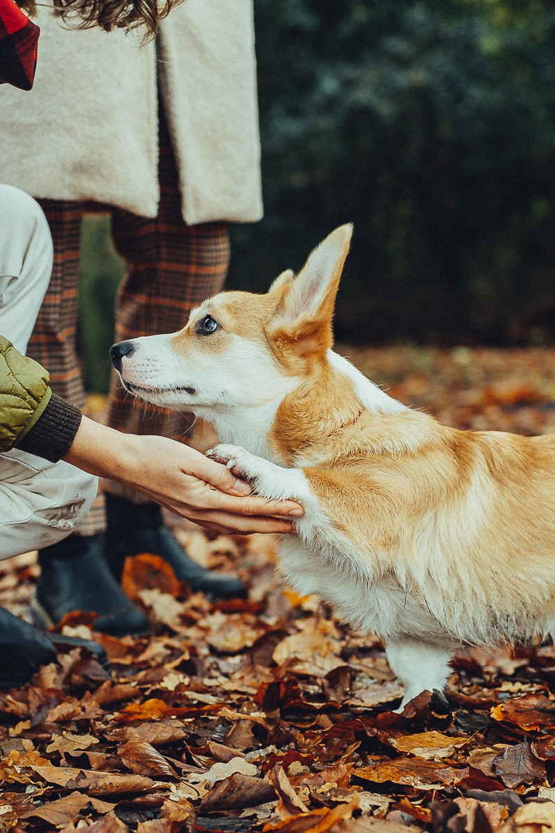 loveshoot with dog in amsterdam