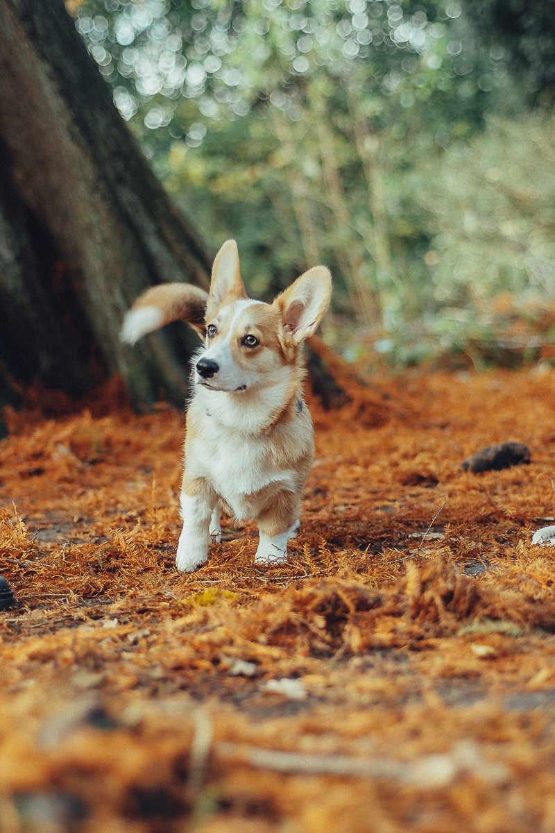 dog photographer in amsterdam