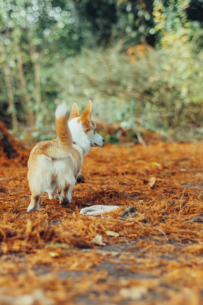 corgi photoshoot in amsterdam