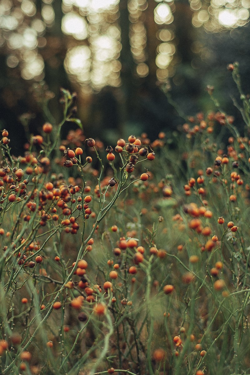 autumn photography bokeh