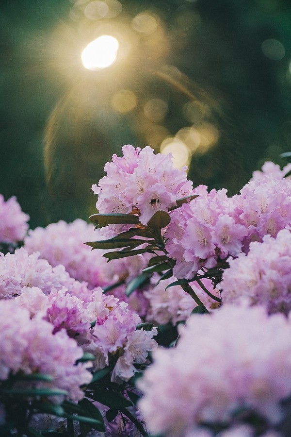 Spring Blossom Photography Session in Amsterdam