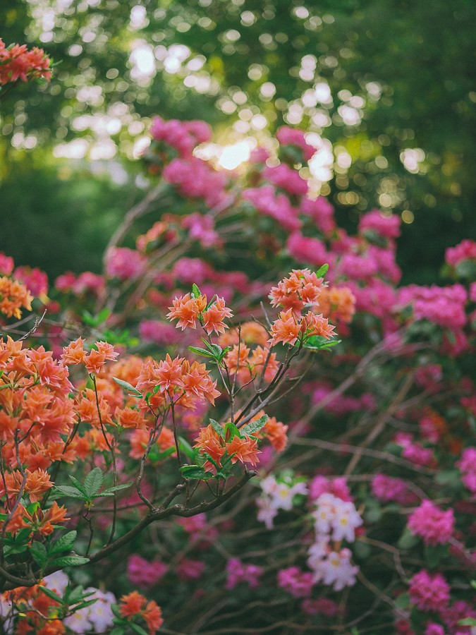 Cinematic Portrait Photography in Blooming Amsterdam Park