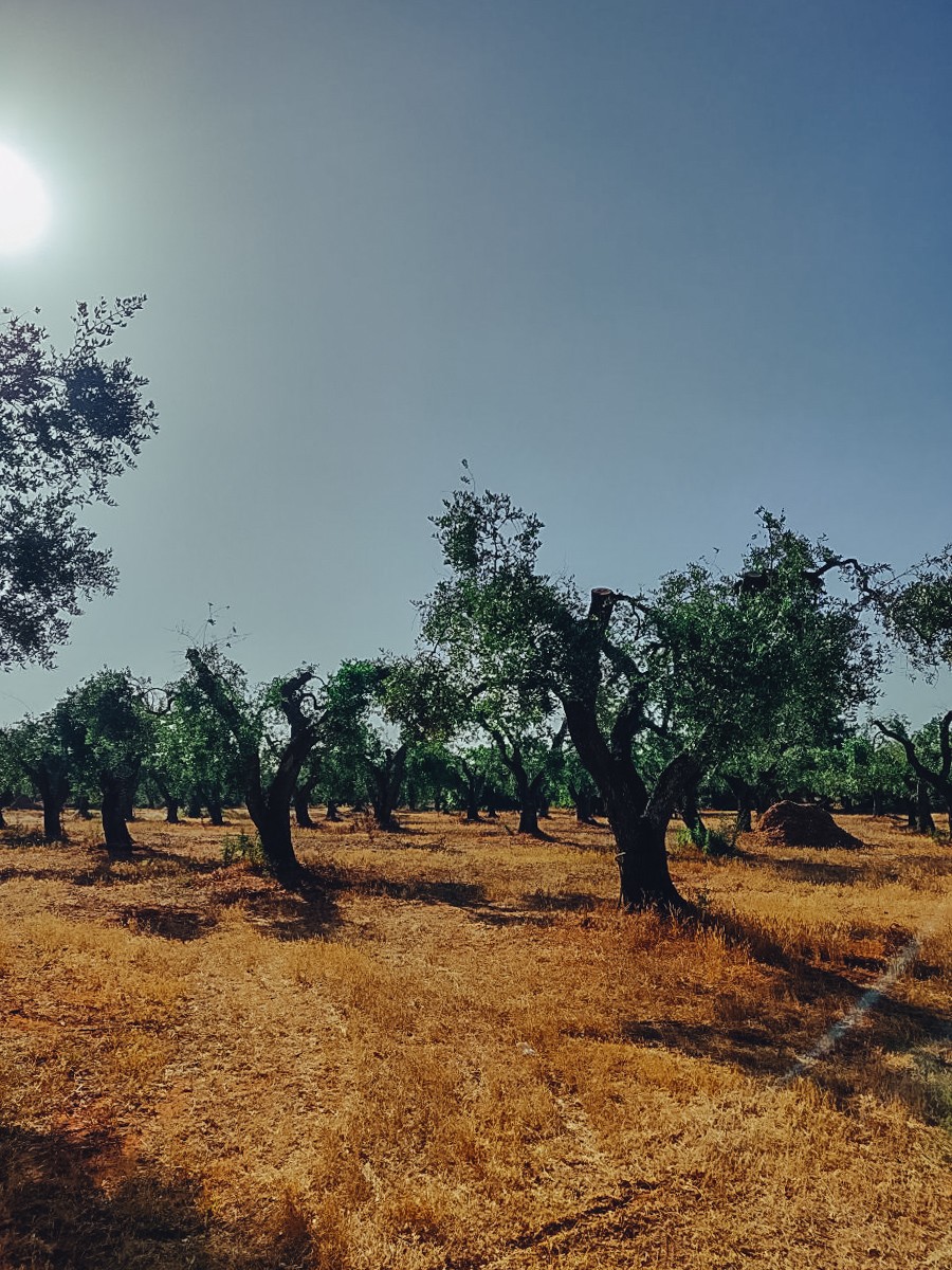 Masseria Berzario