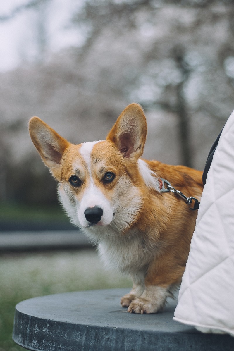 photosession with pet amsterdam