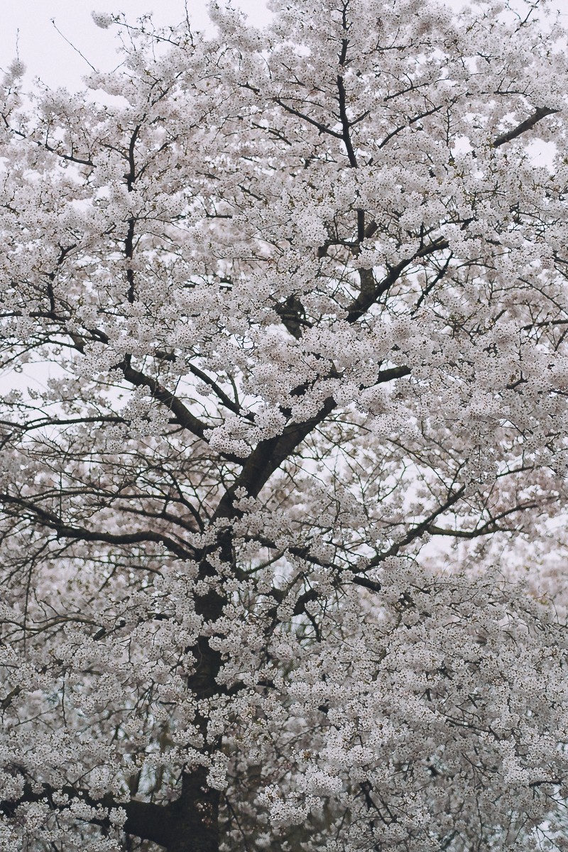 photosession around wild cherry trees