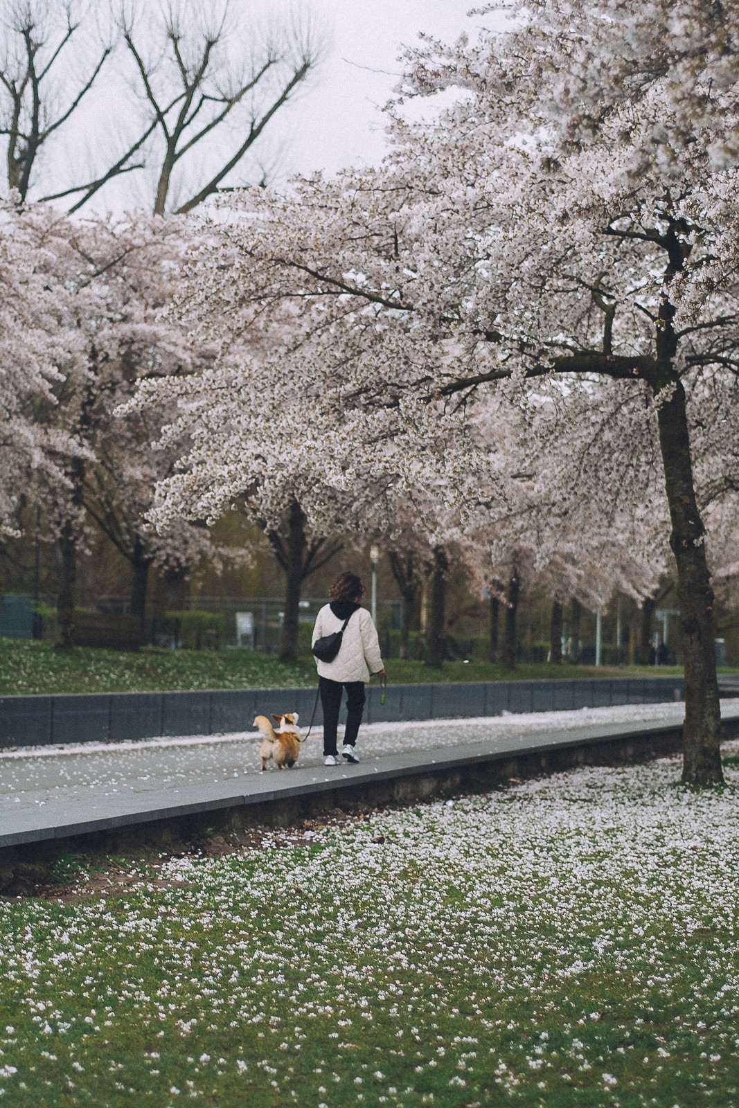 dog with owner photography amsterdam