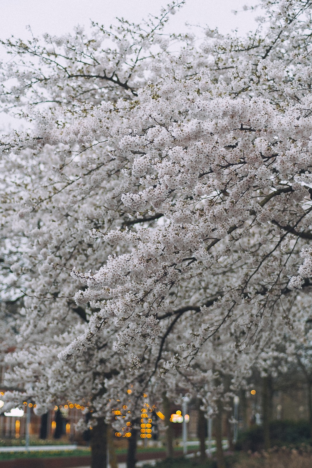 cherry blossom photoshoot amsterdam