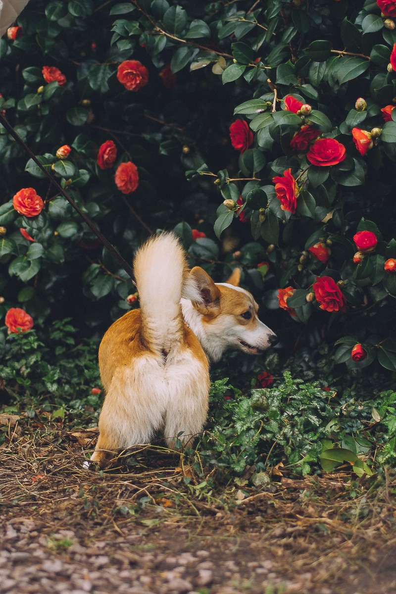 corgi photography amsterdam