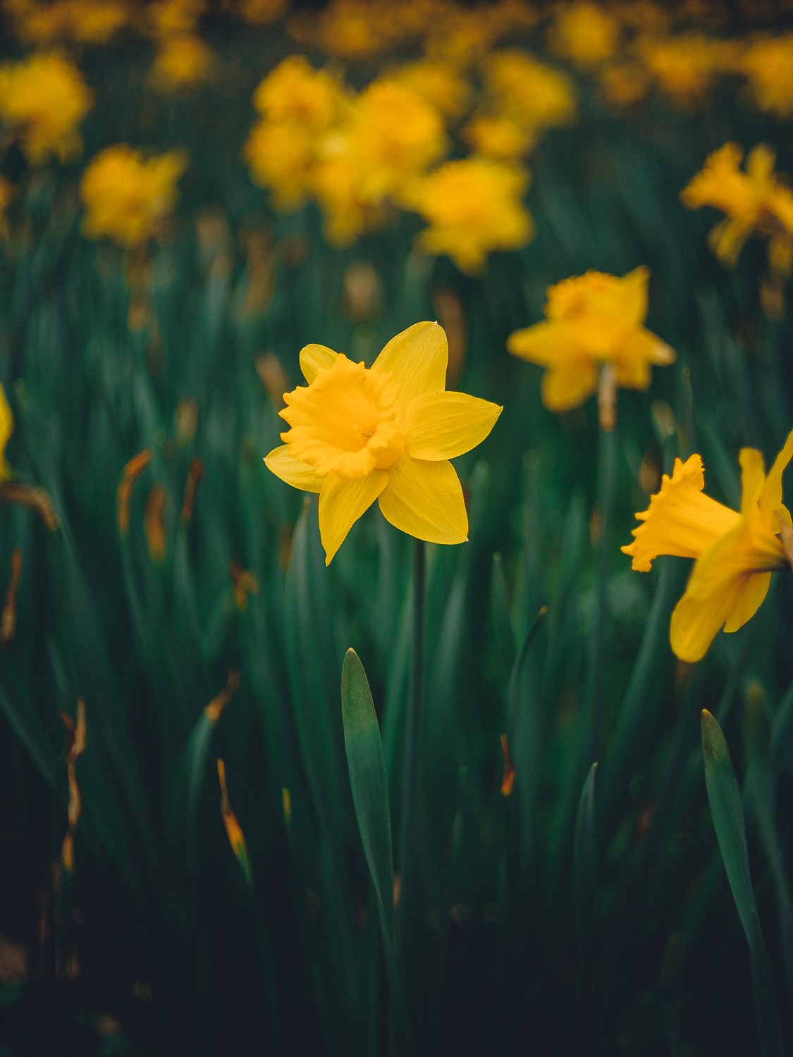 narcissus