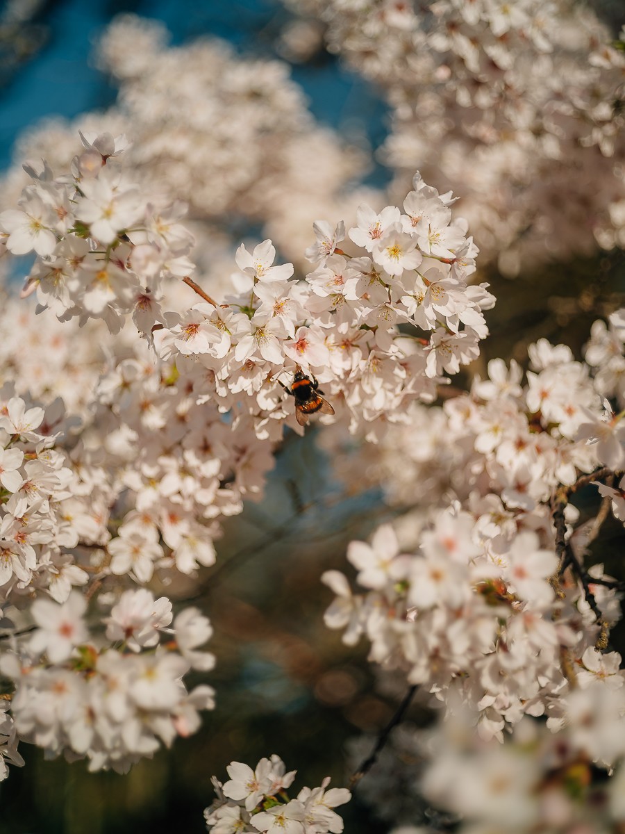 floral photography cherry blossom