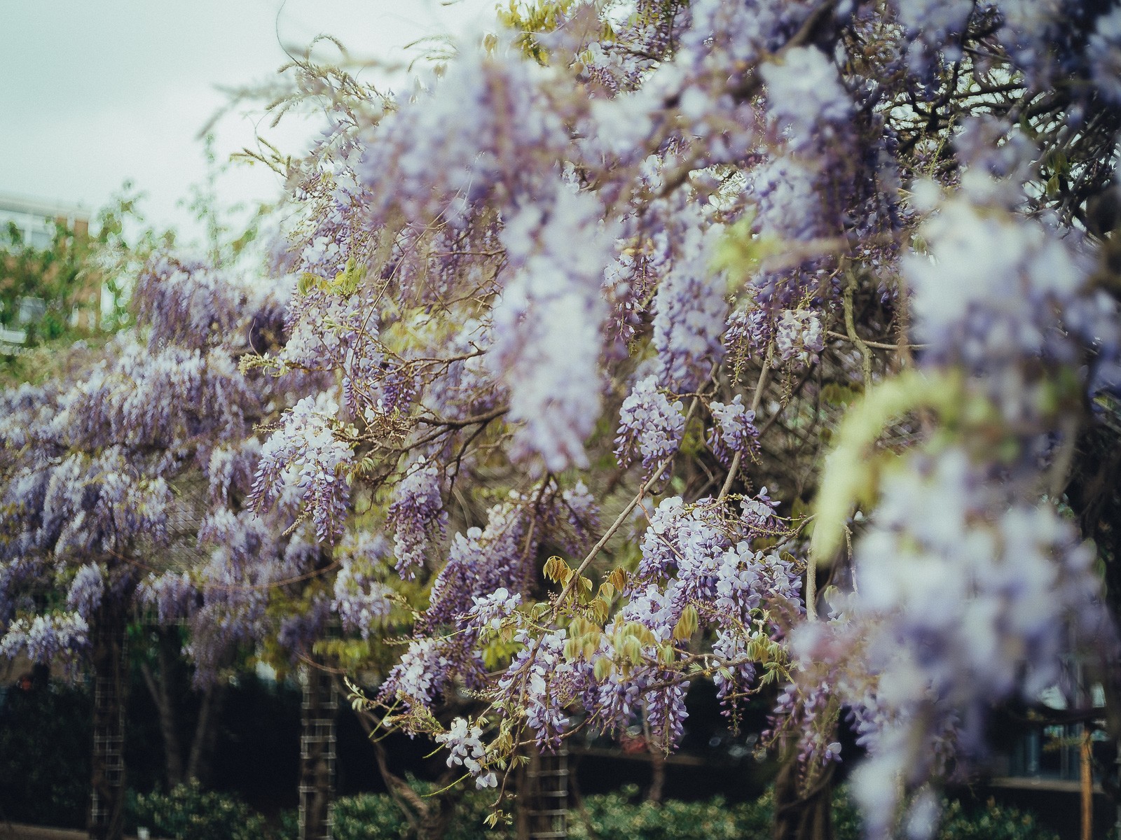 Purple Wisteria in bloom