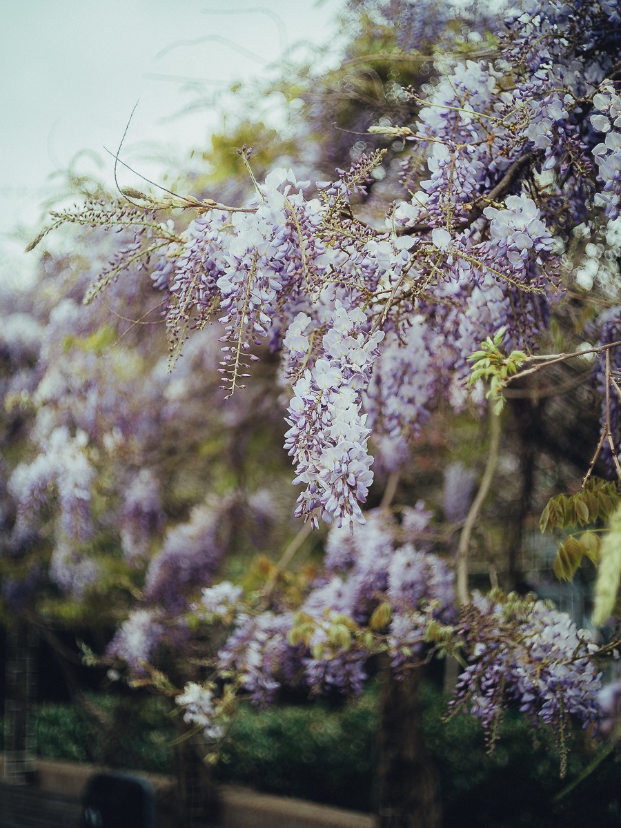 Blooming Glicinia in Amsterdam