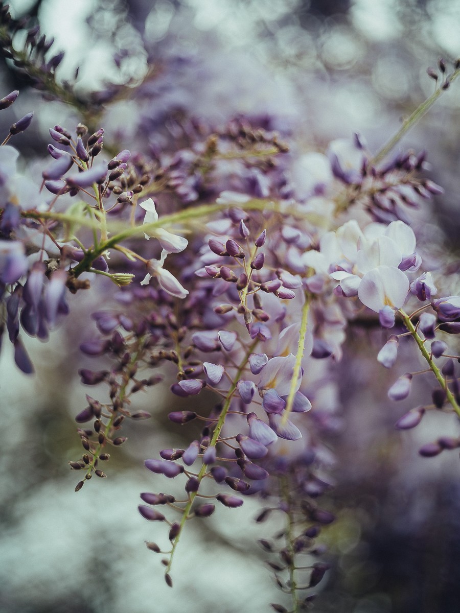 Purple Wisteria blooming in Amsterdam