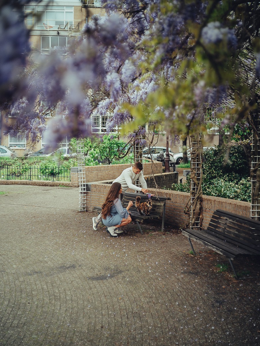 Blooming spring photoshoot in purple Wisteria