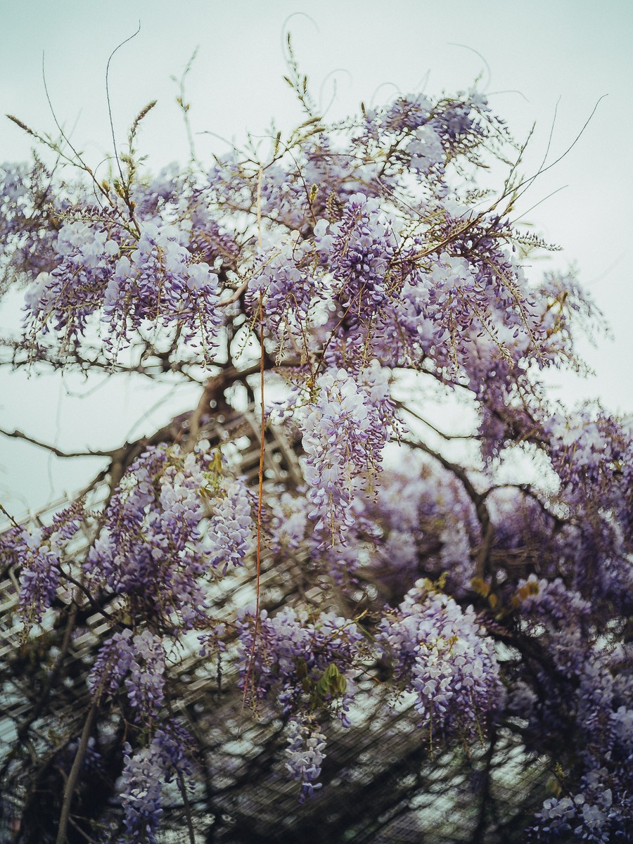 Blooming wisteria in Amsterdam