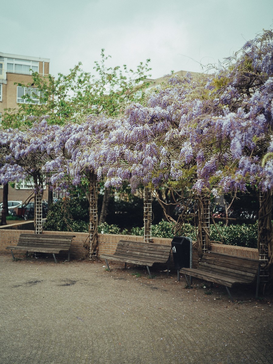 Blooming garden in Amsterdam