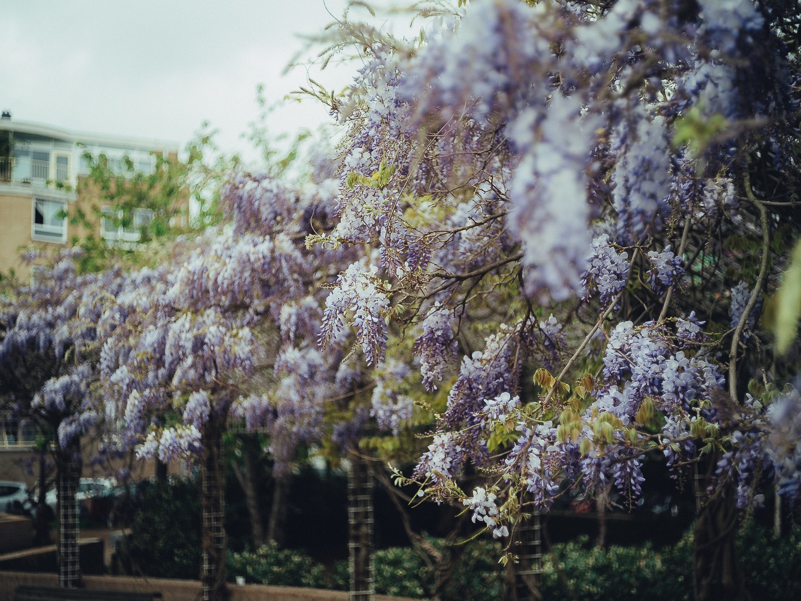Blooming wisteria in Holland