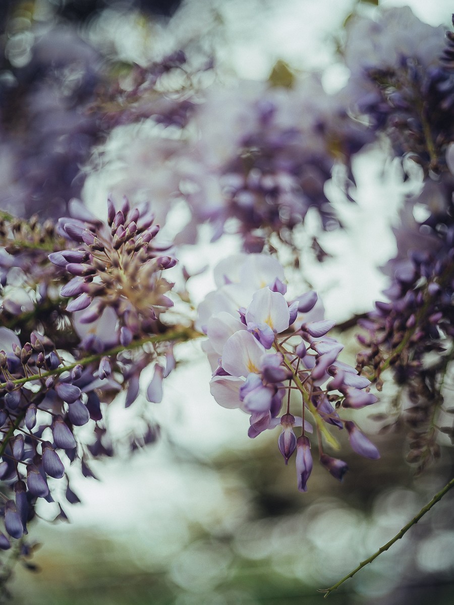 Blooming wisteria tree in Amsterdam