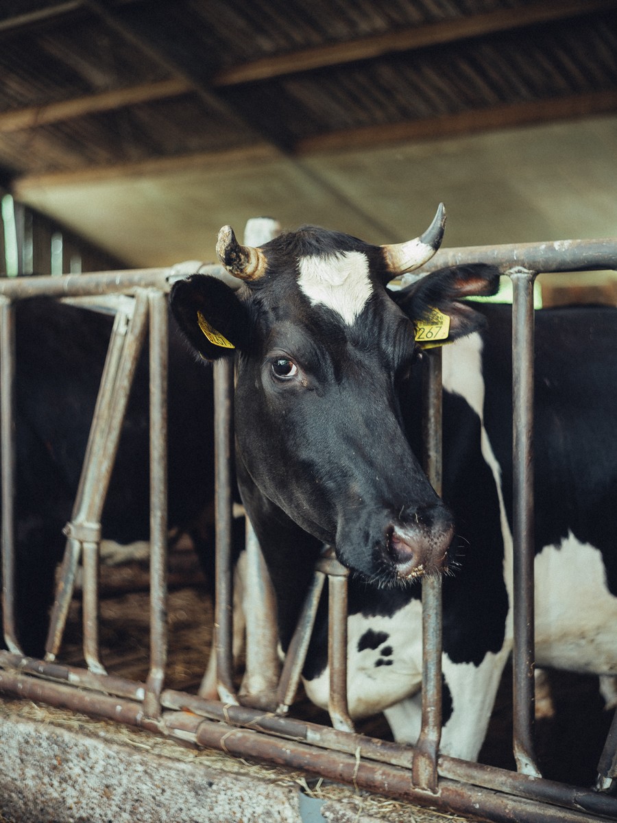 Farm Business Photography Netherlands