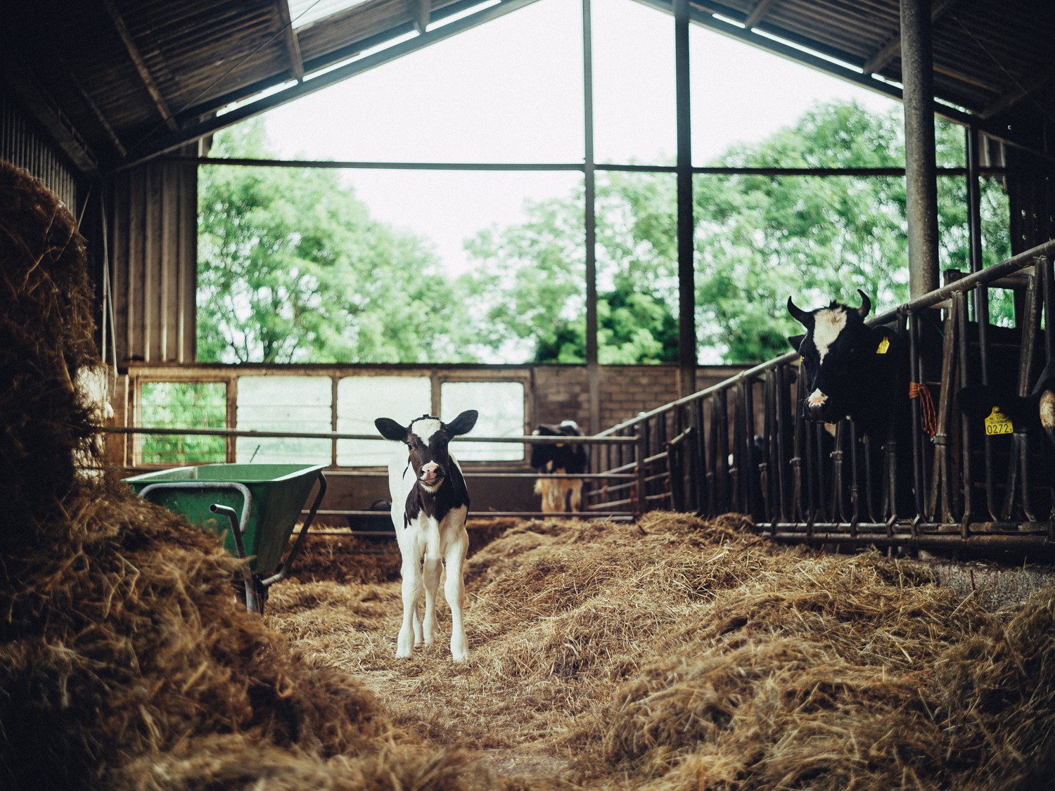Quality Cheese Production Business Branding Pictures