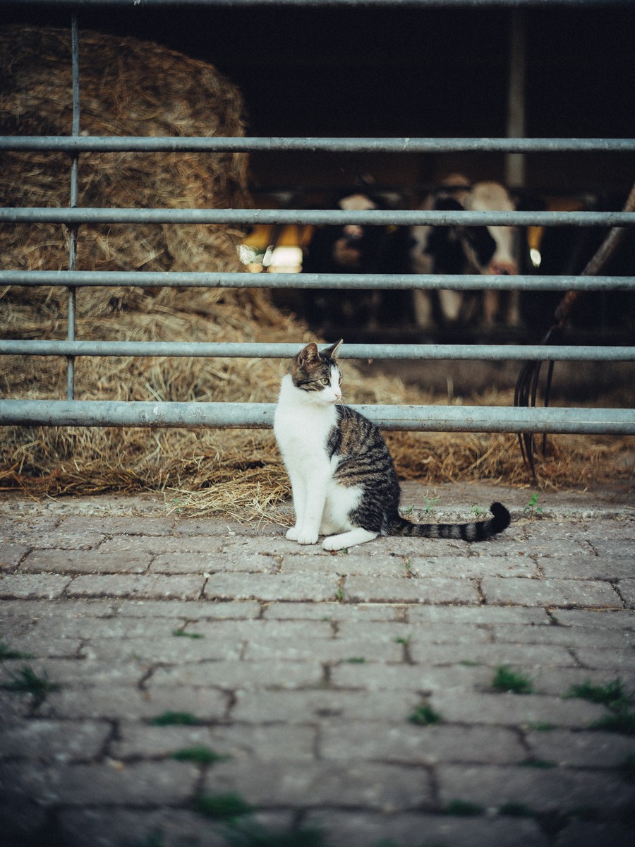 Cinematic Business Branding Portraits Amsterdam Farm
