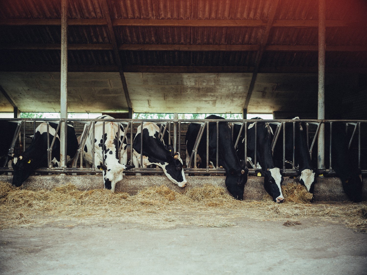 Quality Business Branding Photography at Farm