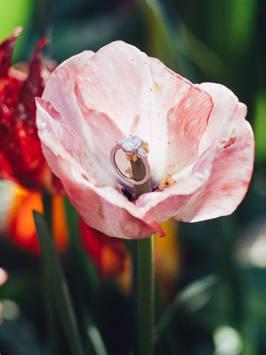 Timeless Dutch Tulip Proposal Photographs