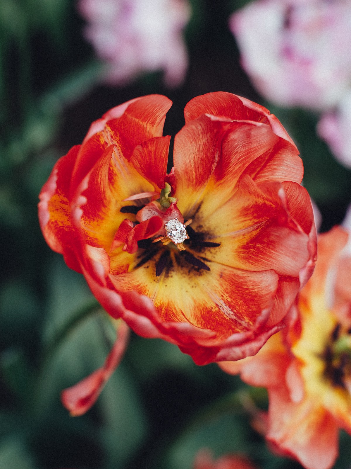 Professional Proposal Pictures Keukenhof