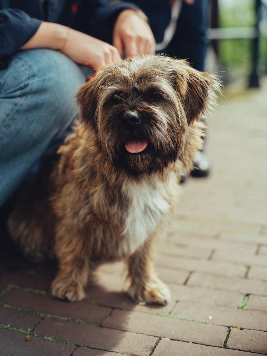 Close-up van een ruigharige terriër met zijn tong uit zijn bek, een hand op zijn rug tijdens de wandeling langs de gracht