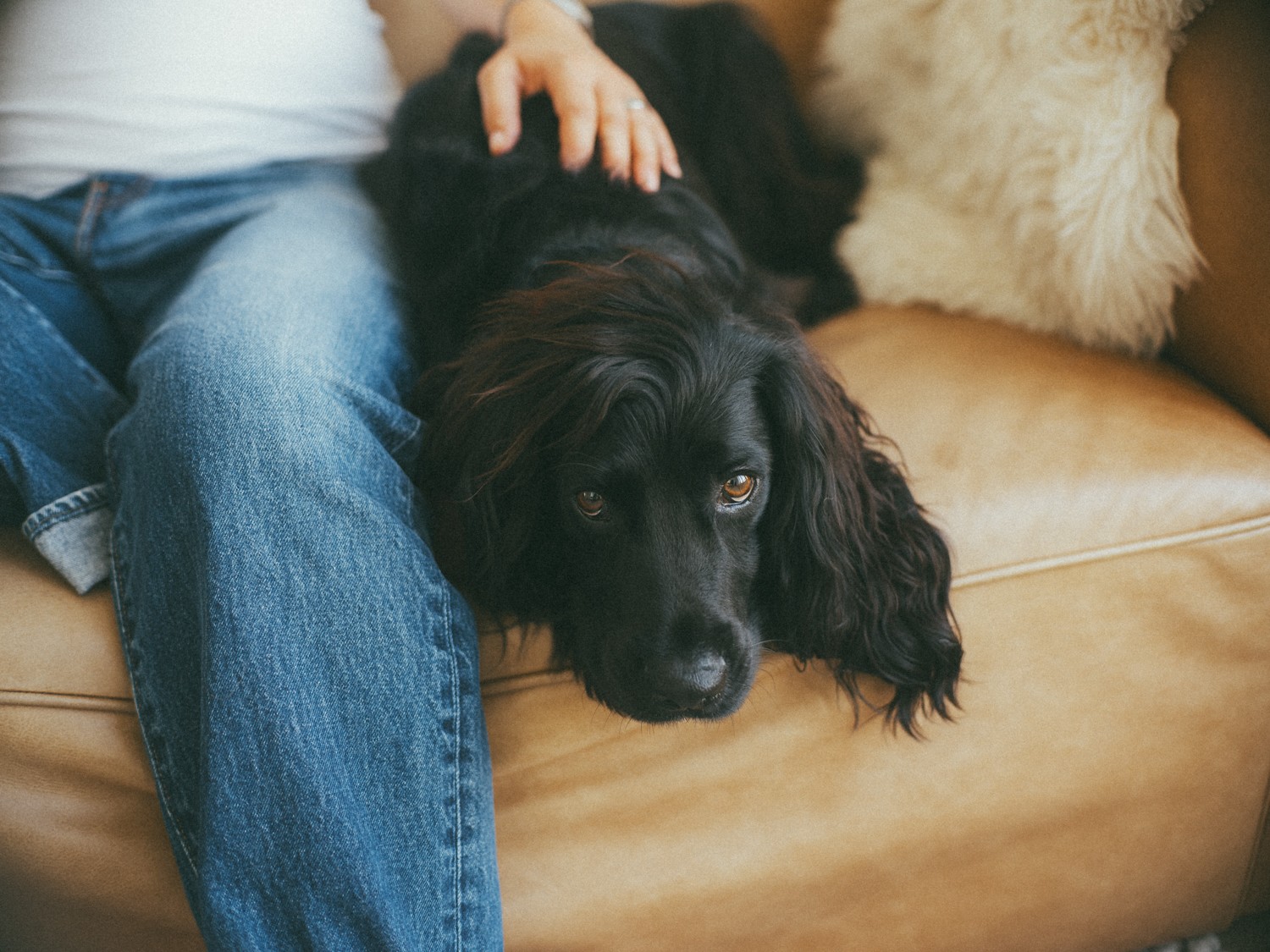 Family Photos with Dog in Utrecht