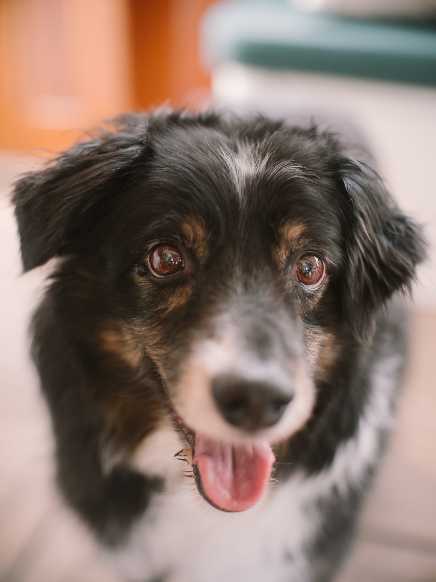 Dog at Wedding Ceremony in Amsterdam