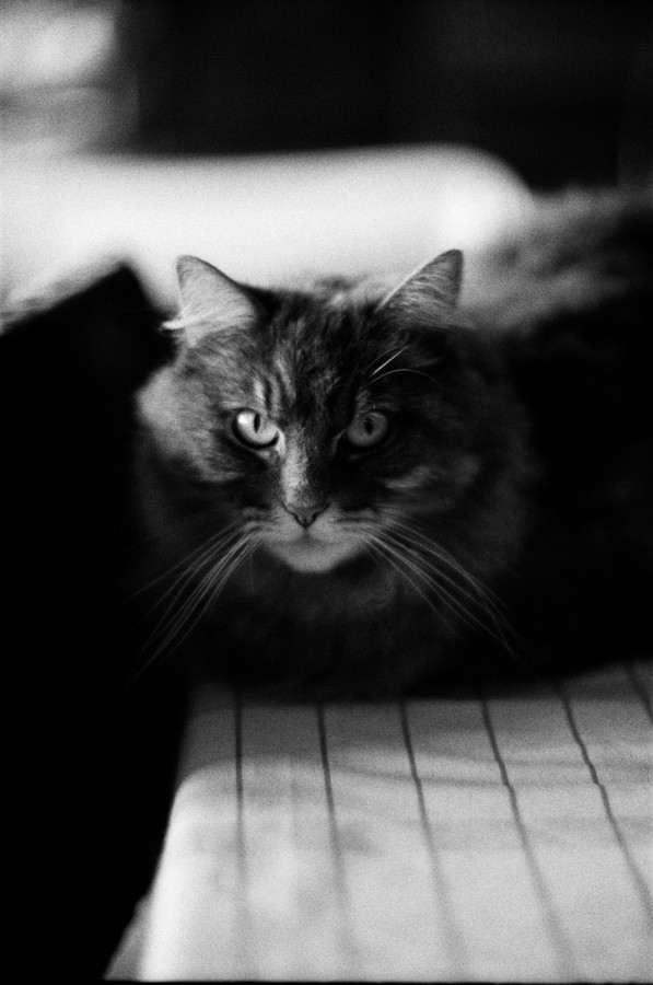 Black and White Film Photo of Cat in Amsterdam