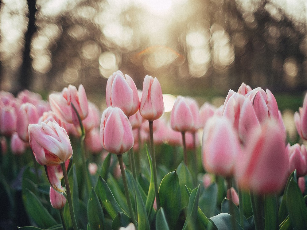 Boek een fotograaf in Keukenhof