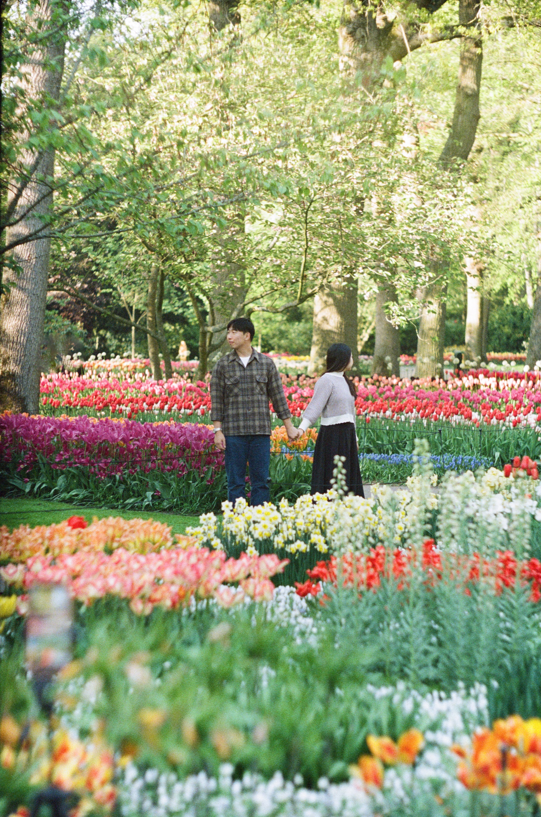 Couple walking hand in hand between wide beds of red, pink and yellow tulips under fresh green spring trees