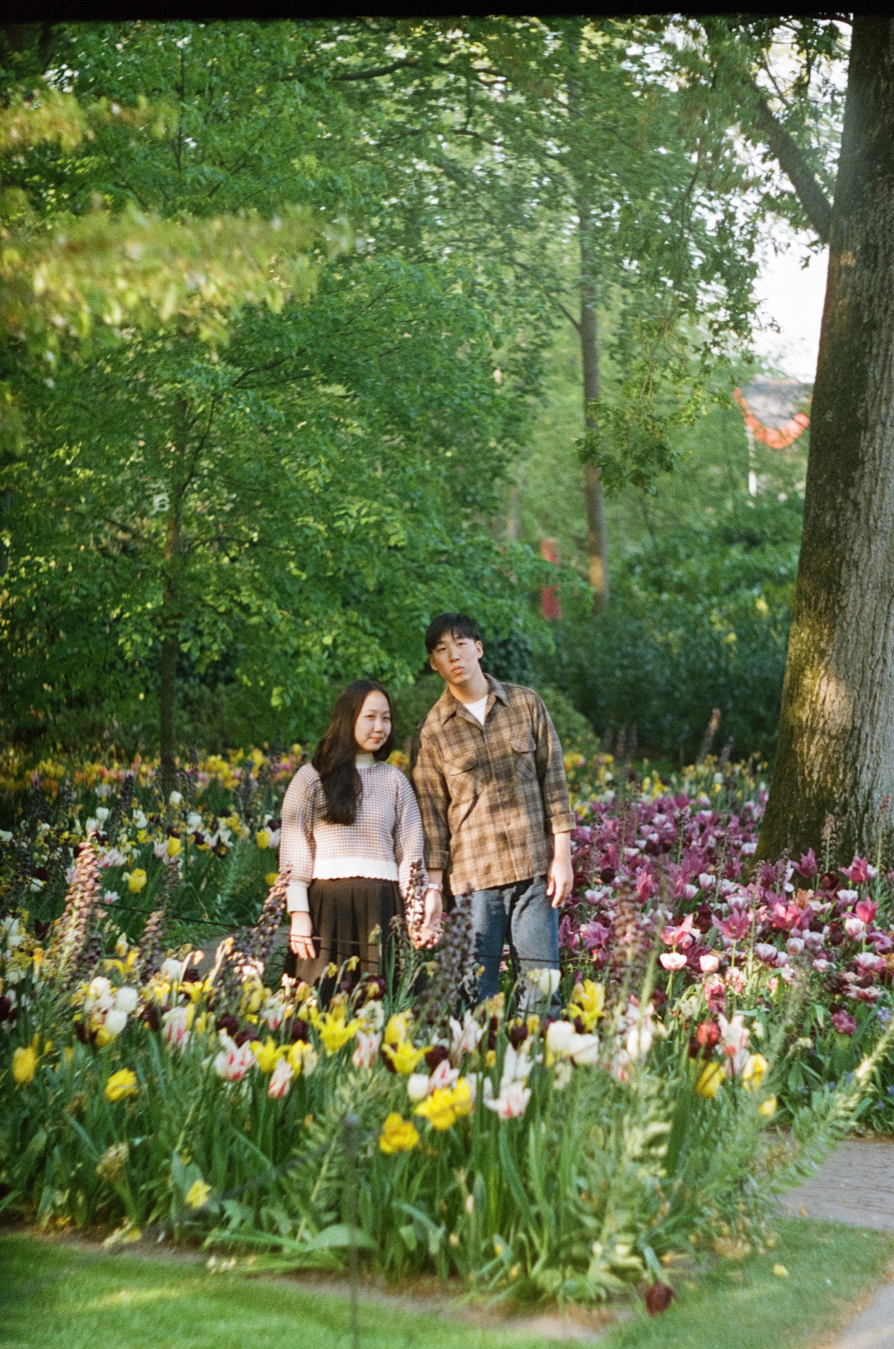 Couple standing close among beds of tulips and spring flowers under tall green trees at Keukenhof, on Kodak Portra 800 color film