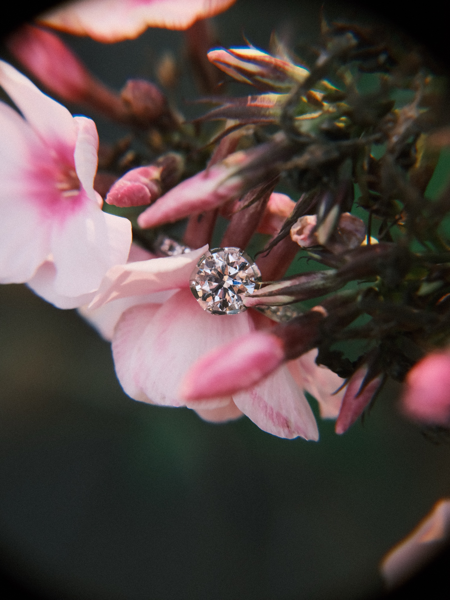 Round diamond engagement ring nestled among soft pink flowers and buds, a close detail against a dark green background