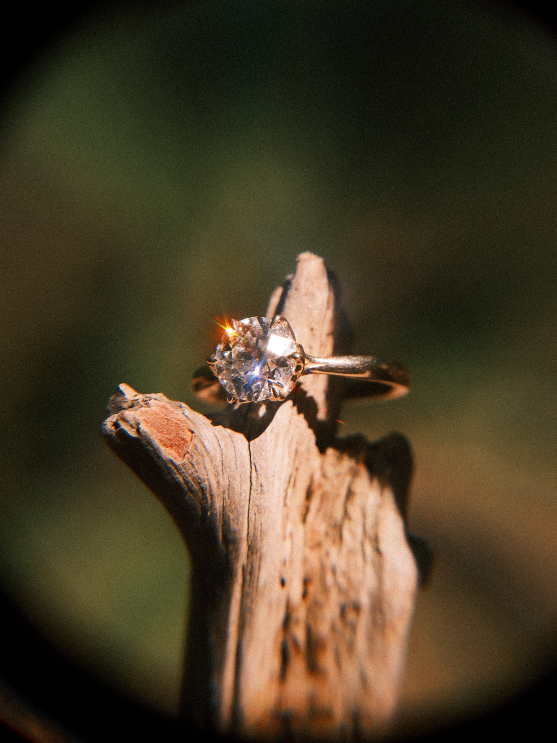 Verlovingsring met een grote ronde diamant op het puntje van een verweerde tak in de duinen, het bos zacht vervloeid